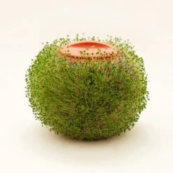 KIKKERLAND Green Orb Terracotta Planter