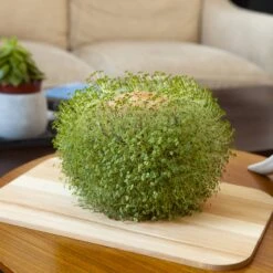 KIKKERLAND Green Orb Terracotta Planter -Handy Home CD547 action1