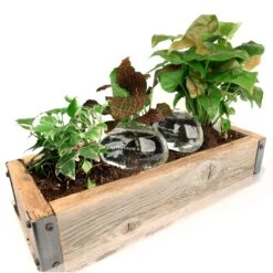 KIKKERLAND Water From A Stone - Blown Glass Automatic Self-Watering Plant Globes - Set Of 2 6 KIKKERLAND Water From A Stone - Blown Glass Automatic Self-Watering Plant Globes - Set Of 2 -Handy Home WR01 Watering Stone Action WB